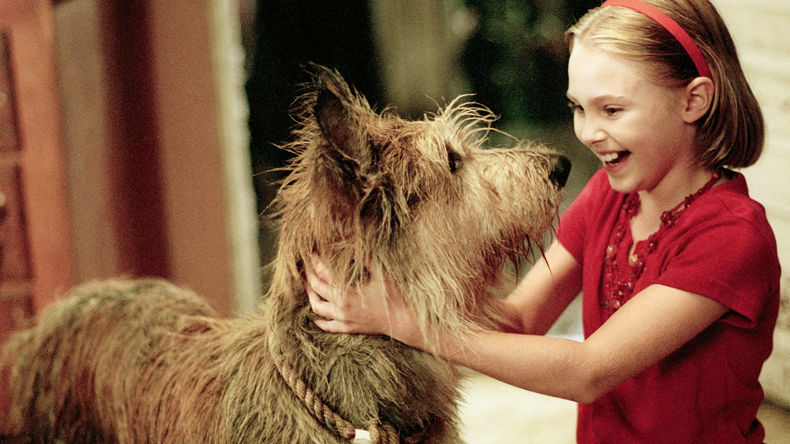 Because of Winn-Dixie