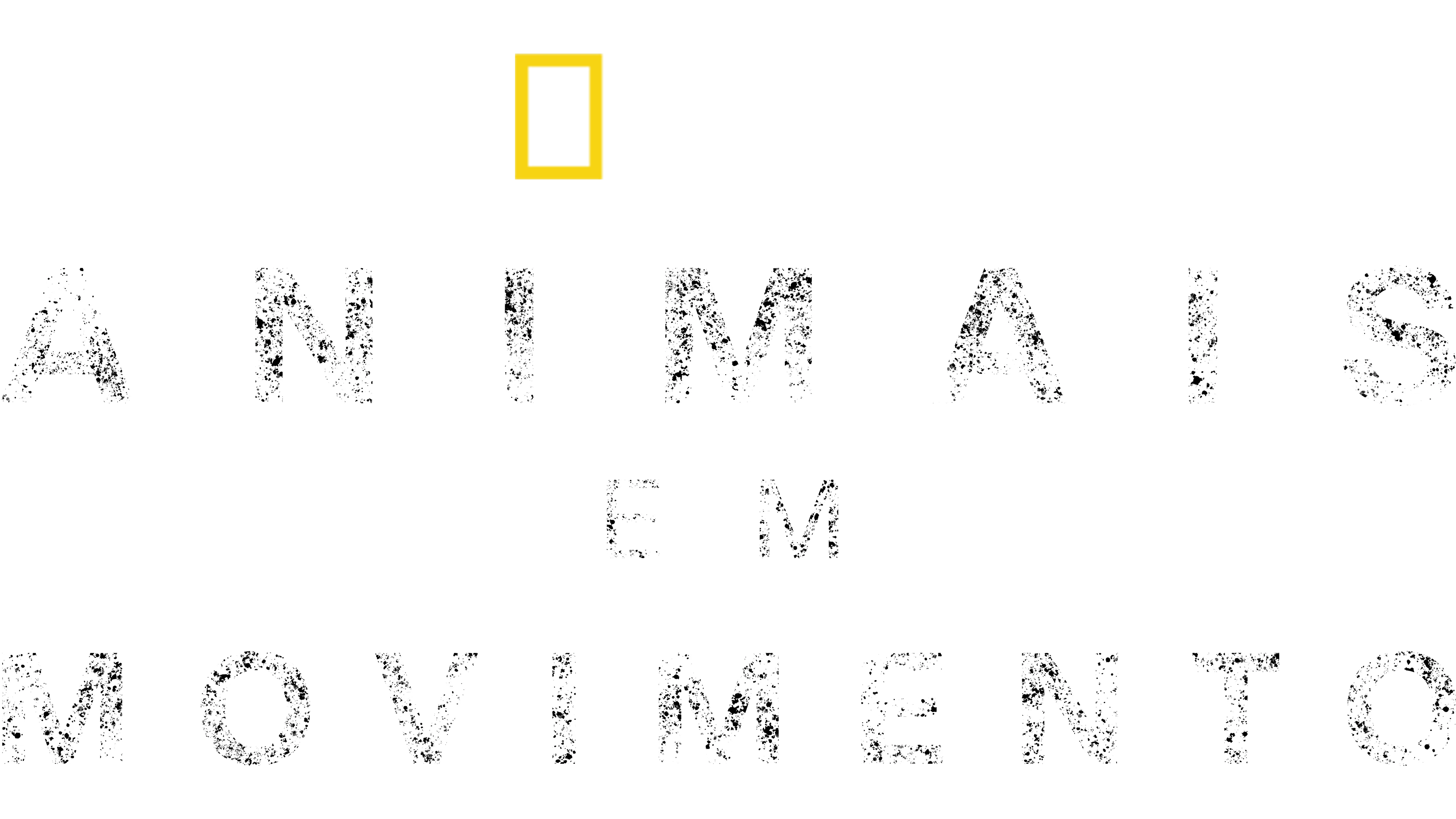 Animais em Movimento