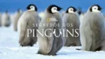 thumbnail - Segredos dos Pinguins