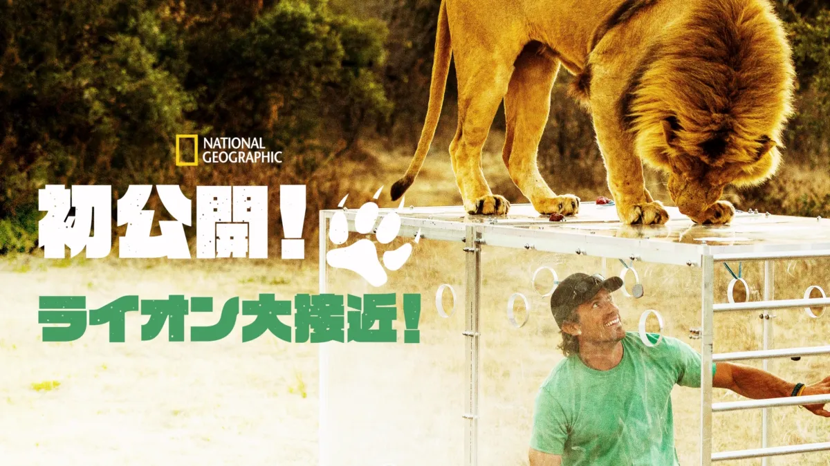 極上　ライオンと象2点　東さ7-0804③ 極上 ライオンと象2点 東さ7-0804③ 1/3スケール・ライオン