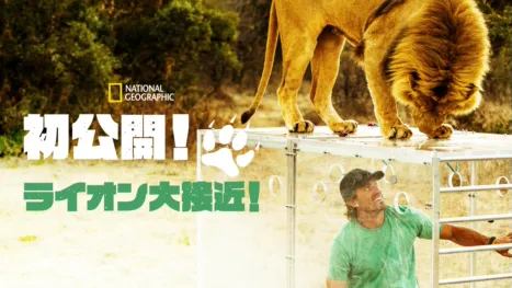 thumbnail - 初公開！ライオン大接近！