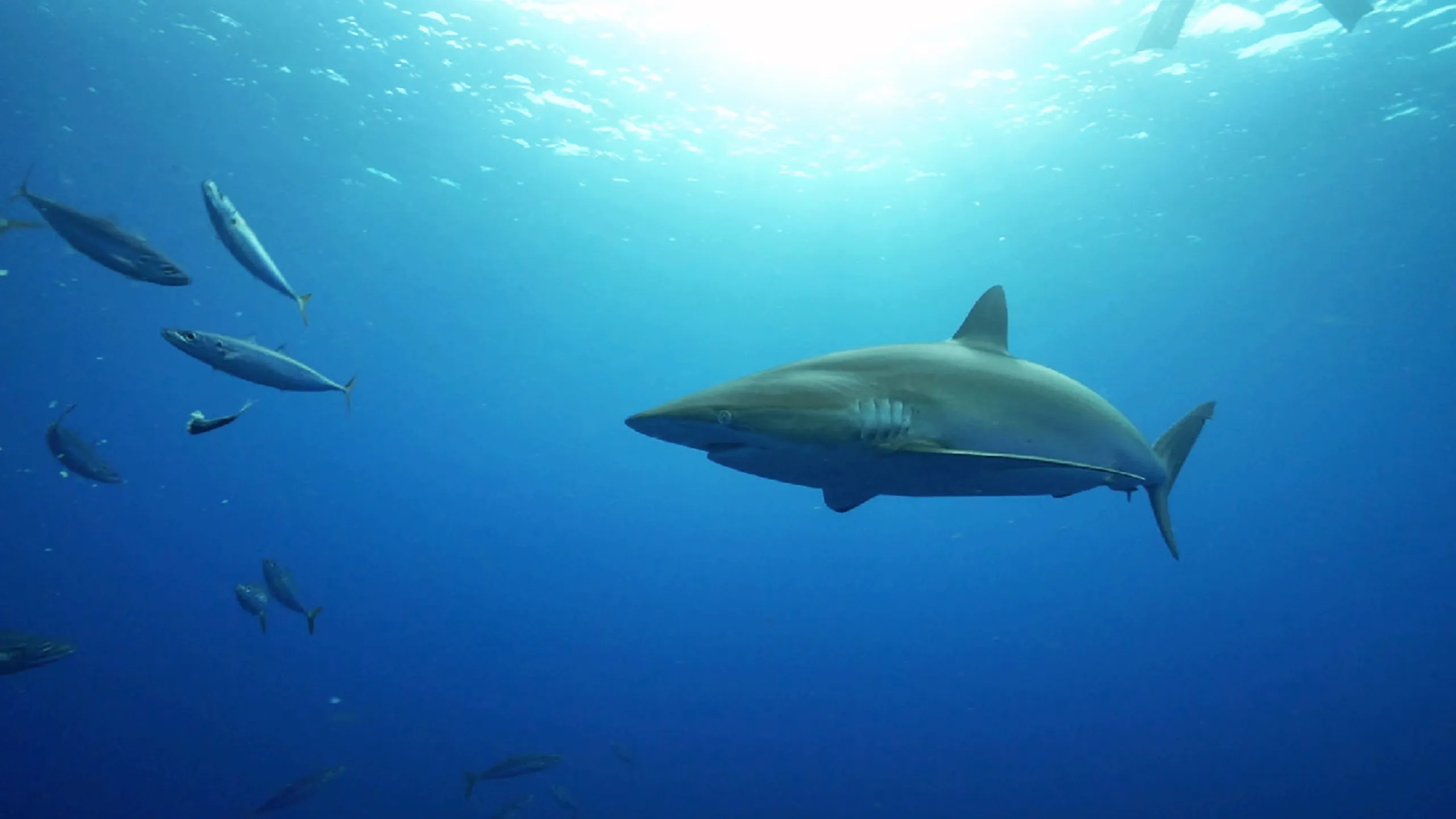 thumbnail - S1:E9 Shark Dive