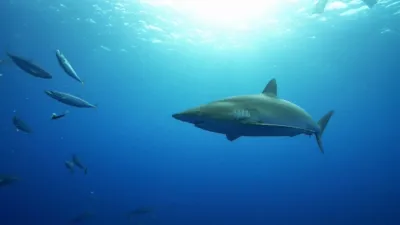 thumbnail - S1:E9 Shark Dive