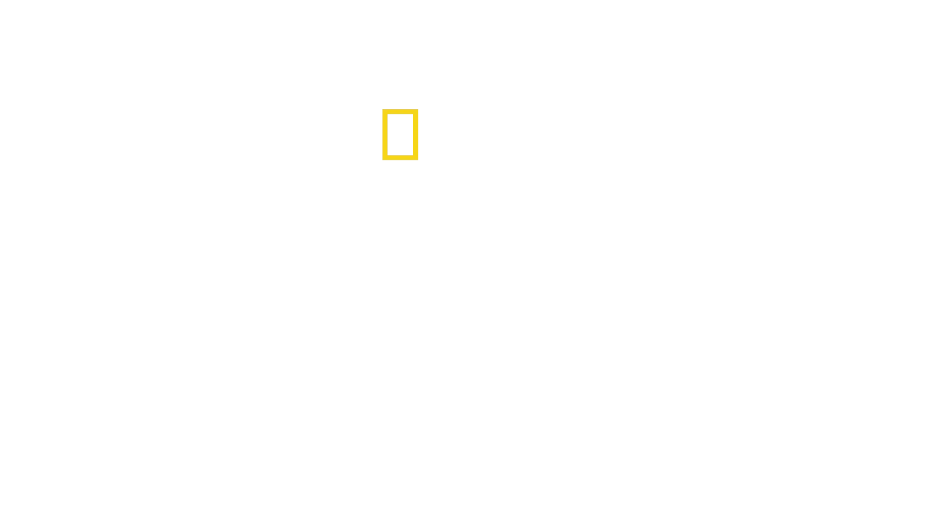 Dyrenes kampklub