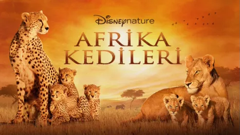 thumbnail - Afrika Kedileri