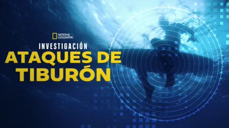 thumbnail - Investigando ataques de tiburones