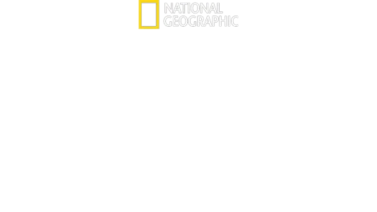 Die geheimnisvolle Welt der Wale