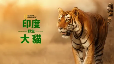 印度野生大貓