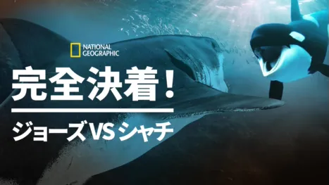 thumbnail - 完全決着！ジョーズvsシャチ