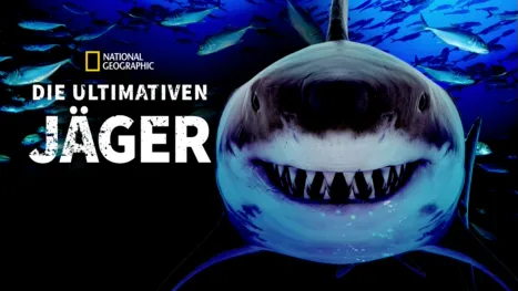 thumbnail - Haie - Die ultimativen Jäger