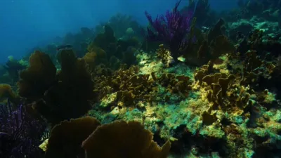 thumbnail - S1:E8 Coral Kingdom