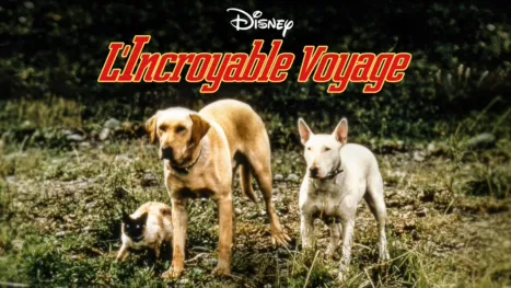 thumbnail - L’incroyable voyage