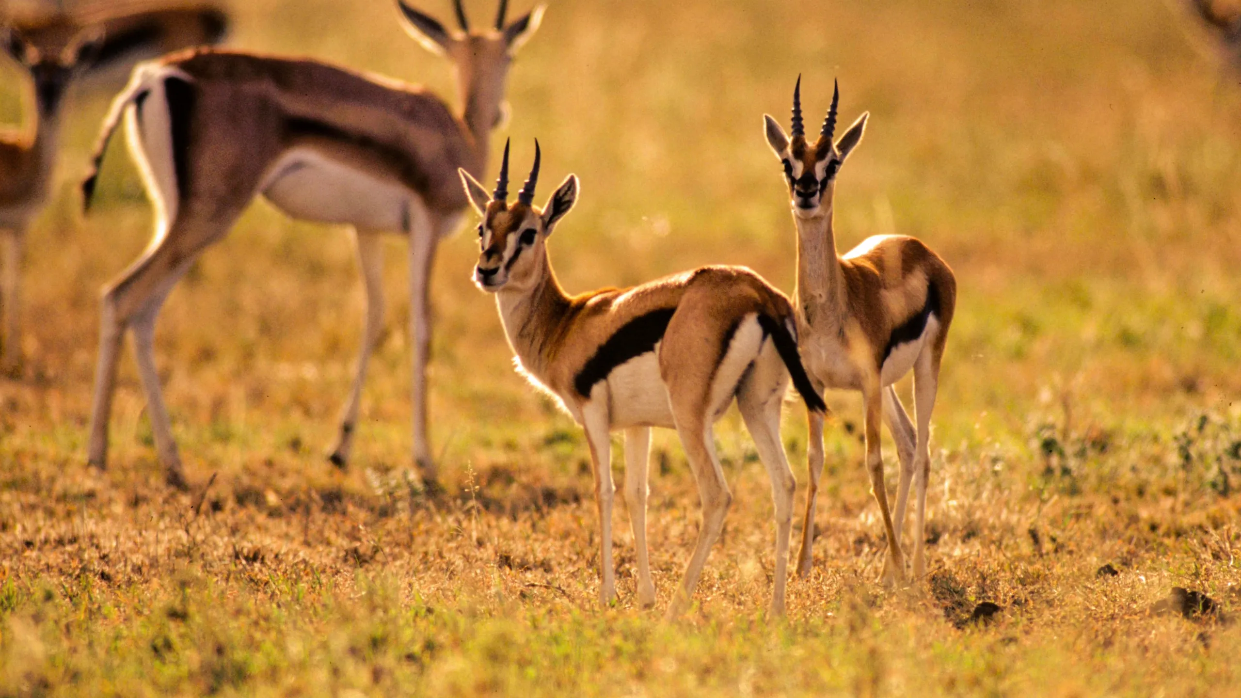 世界大自然紀行：赤道
