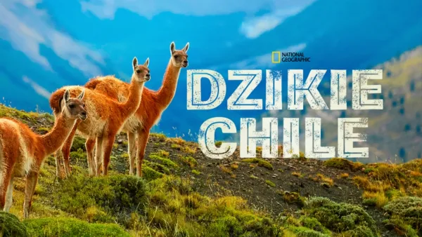 thumbnail - Dzikie Chile