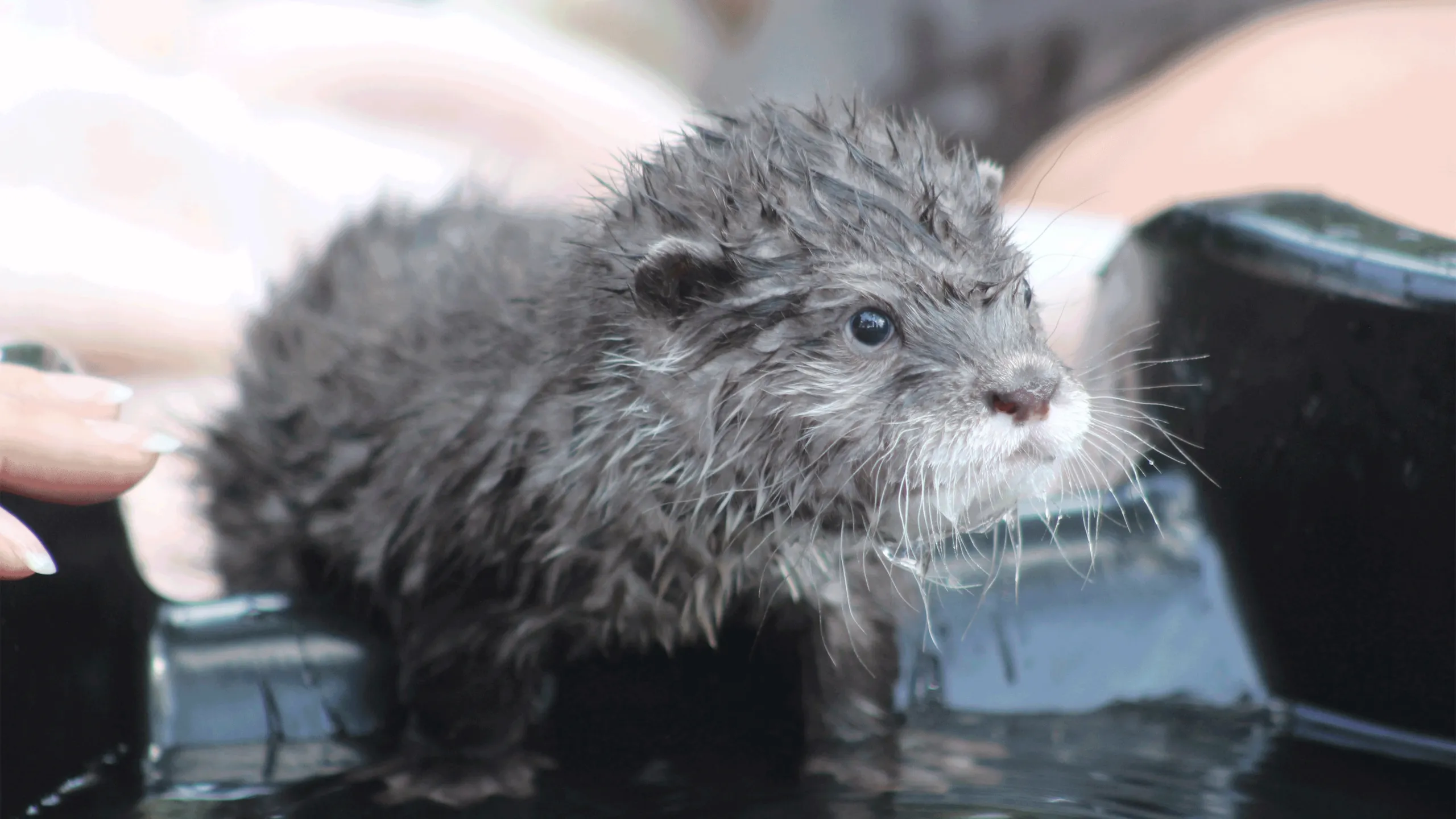 thumbnail - S3:E7 The Otter Limits
