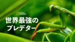 thumbnail - 世界最強のプレデター