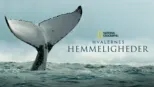 thumbnail - Hvalernes hemmeligheder