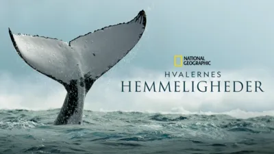 Hvalernes hemmeligheder