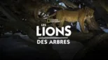 thumbnail - Les lions des arbres