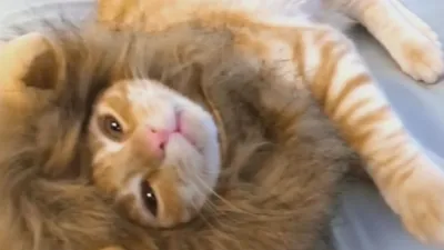 thumbnail - S2:E5 Sheepless in Seattle