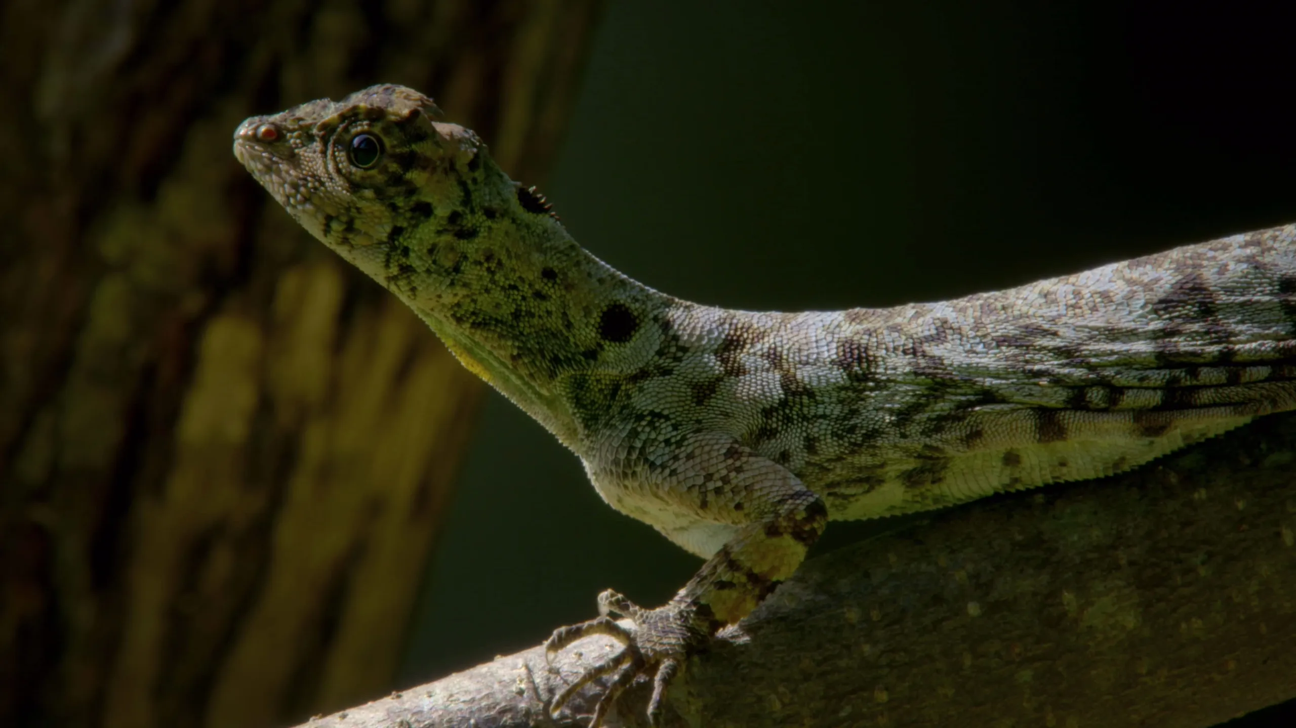 thumbnail - S1:E2 Superpowers