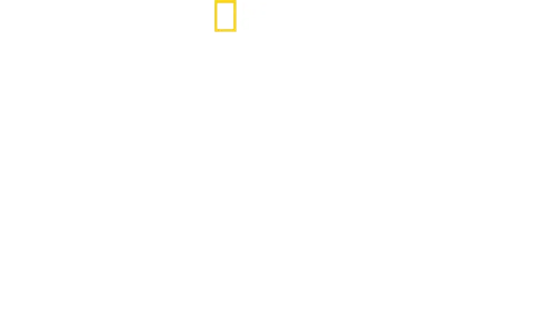 Sharks Up Close with Bertie Gregory