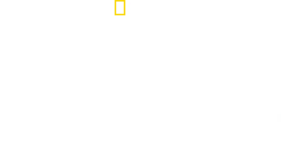 Sky Sharks