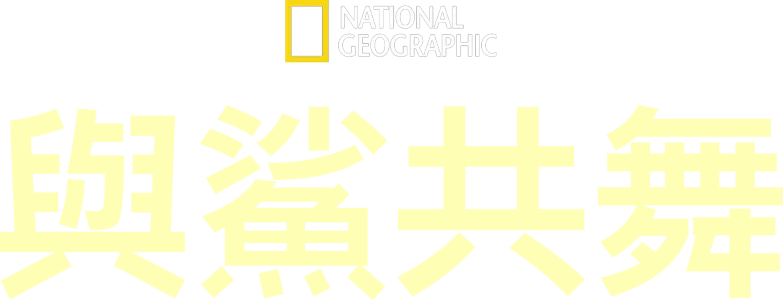 與鯊共舞