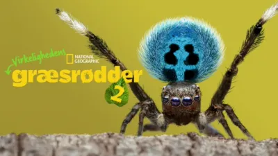 Virkelighedens Græsrødder