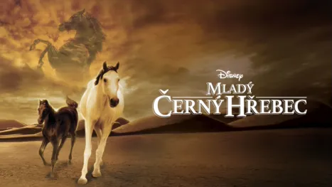 thumbnail - Mladý černý hřebec