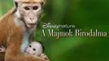 thumbnail - A majmok birodalma