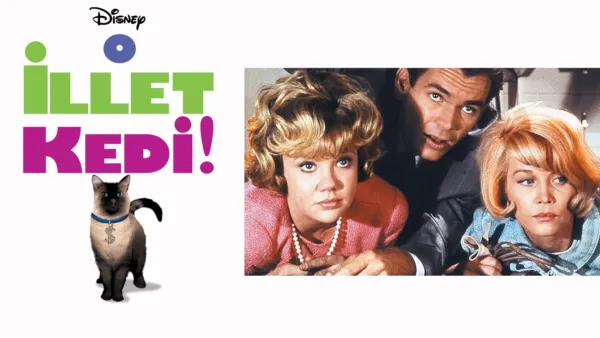 thumbnail - O İllet Kedi