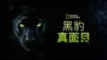 thumbnail - 黑豹真面目