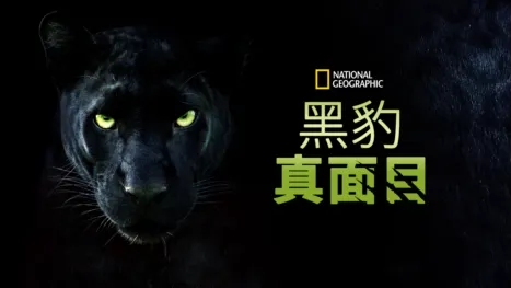 thumbnail - 黑豹真面目