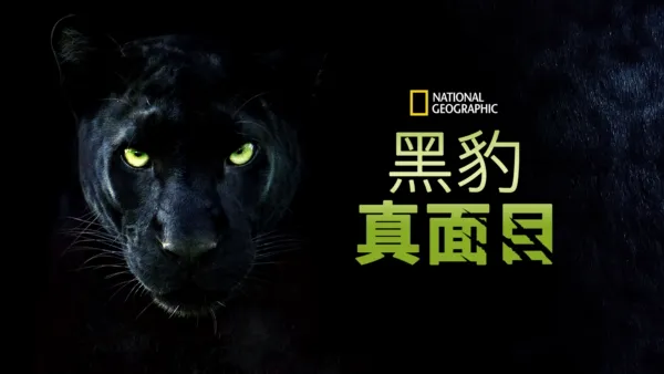 thumbnail - 黑豹真面目