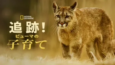 thumbnail - 追跡！ピューマの子育て