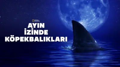 Ayın İzinde Köpekbalıkları