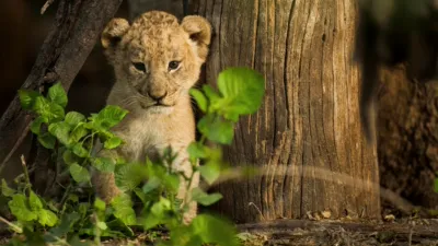 thumbnail - S1:E2 Young Blood