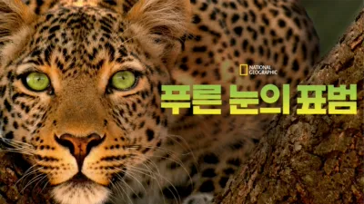 푸른 눈의 표범