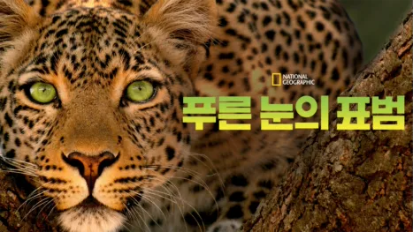 thumbnail - 푸른 눈의 표범