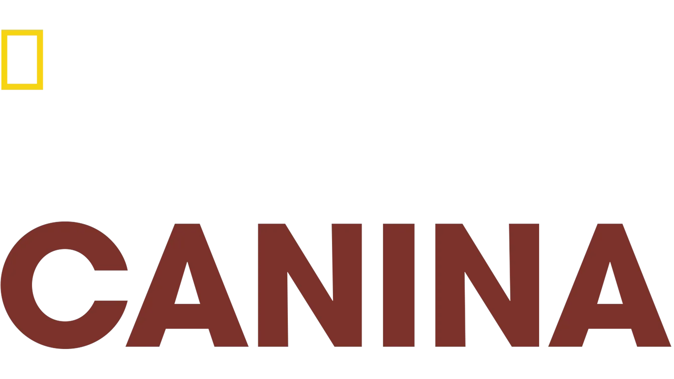Reabilitação Canina