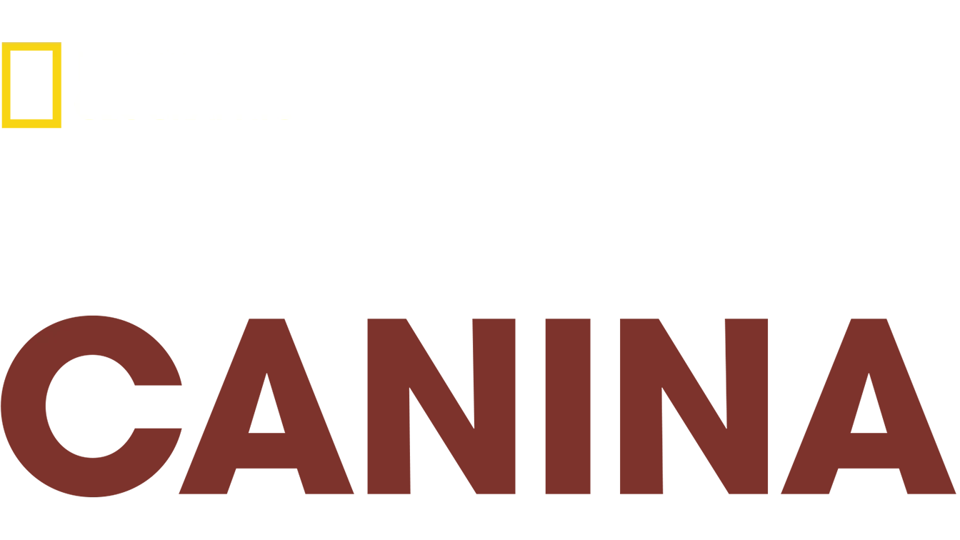 Reabilitação Canina