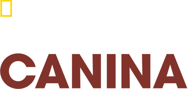Reabilitação Canina