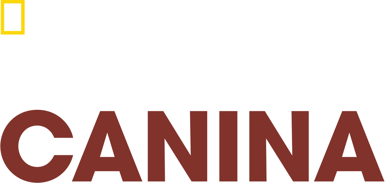 Reabilitação Canina