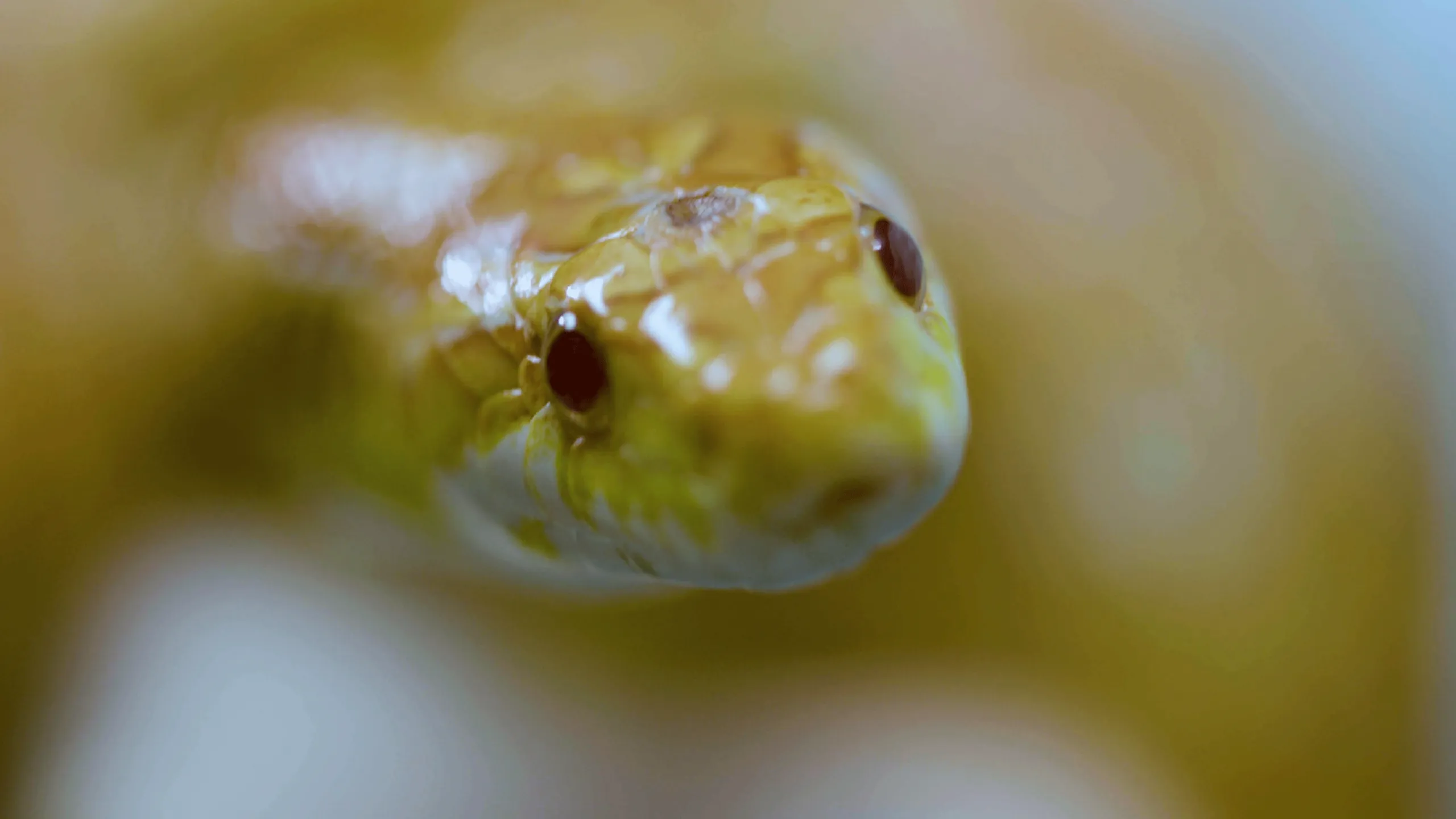 thumbnail - S8:E5 Snake Me Home Tonight