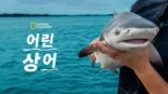 thumbnail - 어린 상어
