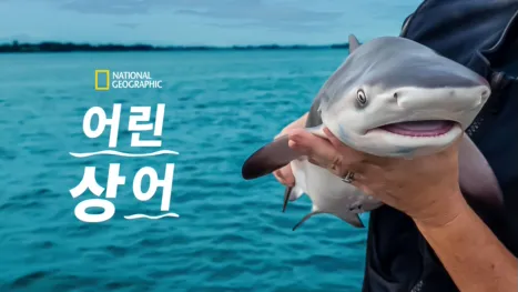 thumbnail - 어린 상어