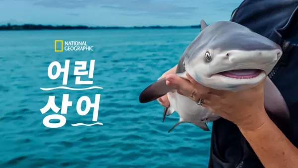 thumbnail - 어린 상어