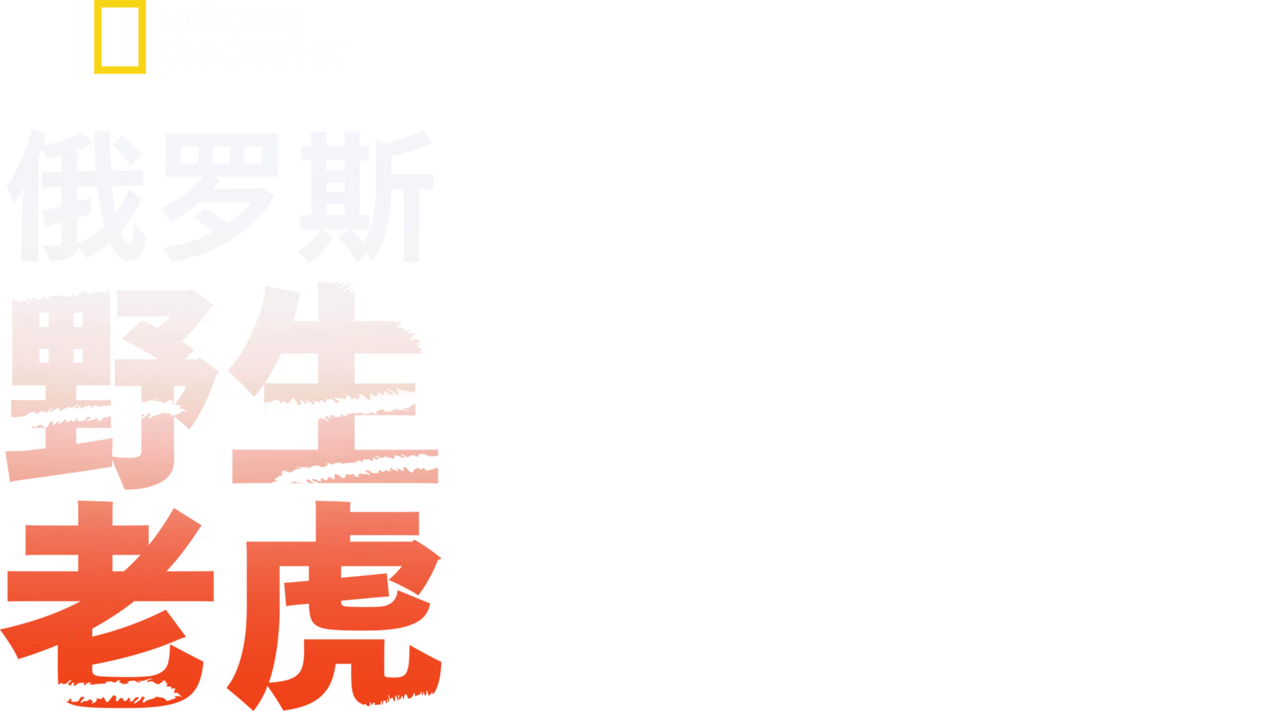 俄罗斯野生老虎