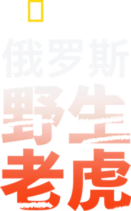 俄罗斯野生老虎